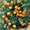 Panama Orange Calamondin Tree - 4 inch Grower Pot - Citrus Mitis - No Ship To CA,FL,TX, AZ