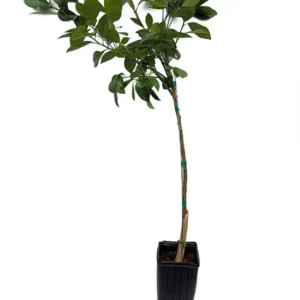 Panama Orange Calamondin Tree - 4 inch Grower Pot - Citrus Mitis - No Ship To CA,FL,TX, AZ