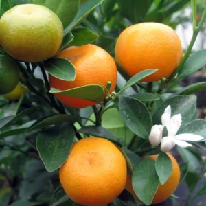 Panama Orange Calamondin Tree - 4 inch Grower Pot - Citrus Mitis - No Ship To CA,FL,TX, AZ