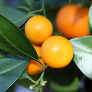Panama Orange Calamondin Tree - 4 inch Grower Pot - Citrus Mitis - No Ship To CA,FL,TX, AZ