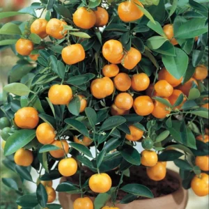 Panama Orange Tree Calamondin - 5 Inch Pot - Citrus Mitis - Small Tangerine-Like Fruit - No Ship To CA,FL,TX, AZ,LA