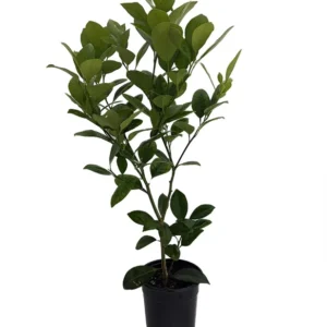 Panama Orange Tree Calamondin - 5 Inch Pot - Citrus Mitis - Small Tangerine-Like Fruit - No Ship To CA,FL,TX, AZ,LA