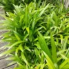 Pandan Plant Live - Culinary Herb - 5-8 Inch Aromatic Plant