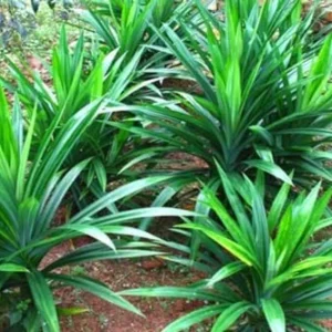 Pandan Plant Live - Culinary Herb - 5-8 Inch Aromatic Plant