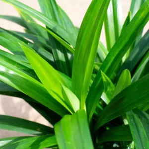 Pandan Plant Live - Culinary Herb - 5-8 Inch Aromatic Plant