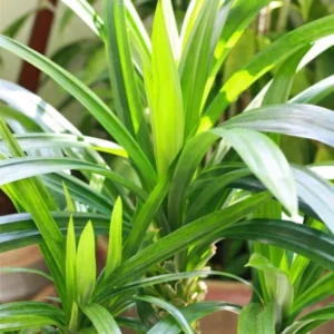 Pandan Plant Live - Culinary Herb - 5-8 Inch Aromatic Plant
