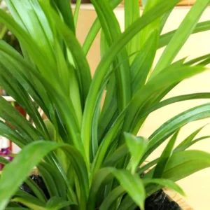 Pandan Plant Live - Culinary Herb - 5-8 Inch Aromatic Plant