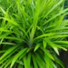 Pandan Spice Plant - Live Amaryllifolius Pandanus - 2.5" Pot - Indoor/Outdoor Herb
