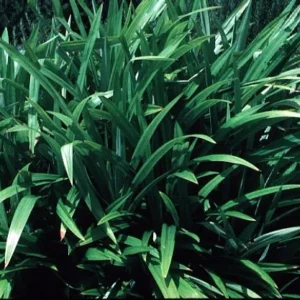 Pandan Spice Plant - Live Amaryllifolius Pandanus - 2.5