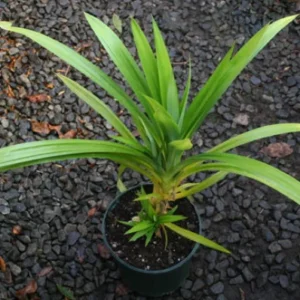 Pandan Spice Plant - Live Amaryllifolius Pandanus - 2.5