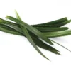Pandan Spice Plant - Live Amaryllifolius pandanus - 2.5" Pot - Indoor/Outdoor