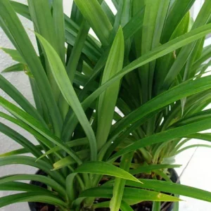 Pandan Spice Plant - Live Amaryllifolius pandanus - 2.5" Pot - Indoor/Outdoor