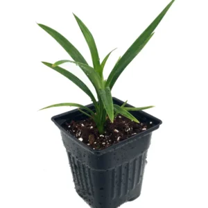Pandan Spice Plant - Live Amaryllifolius pandanus - 2.5