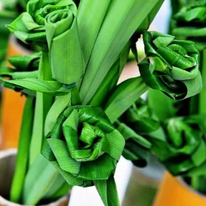 Pandan Spice Plant - Live Amaryllifolius pandanus - 2.5