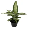 Panther Dieffenbachia Houseplant - 6 inch Pot - Durable Indoor Plant