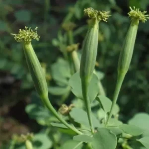 Papalo Herb Seeds - 1000+ Porophyllum Ruderale Mexican Seeds