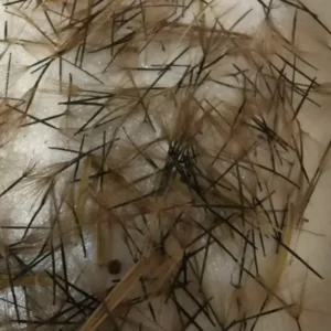 Papalo Herb Seeds - Porophyllum ruderale ssp. macrocephalum - 500+ Fresh Premium Seeds