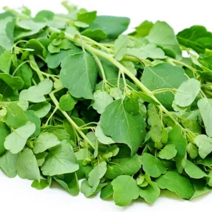 Papalo Herb Seeds - Porophyllum ruderale ssp. macrocephalum - 500+ Fresh Premium Seeds