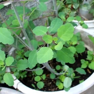 Papalo Herb Seeds - Porophyllum ruderale ssp. macrocephalum - 500+ Fresh Premium Seeds