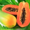 Papaya Tree Live Plant - 12-14 Inch Outdoor Papaya Plant