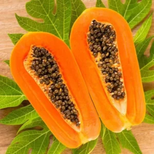 Papaya Tree Live Plant - 12-14 Inch Outdoor Papaya Plant