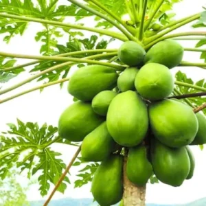 Papaya Tree Live Plant - 12-14 Inch Outdoor Papaya Plant