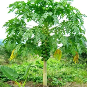 Papaya Tree Live Plant - 12-14 Inch Outdoor Papaya Plant