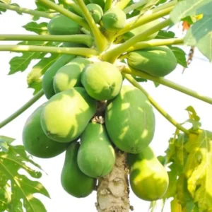 Papaya Tree Live Plant - 12-14 Inch Outdoor Papaya Plant