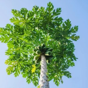 Papaya Tree Live Plant - Outdoor Planting Size 10-14 Inch Tall