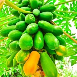 Papaya Tree Live Plant - Outdoor Planting Size 10-14 Inch Tall