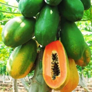 Papaya Tree Live Plant - Outdoor Planting Size 10-14 Inch Tall