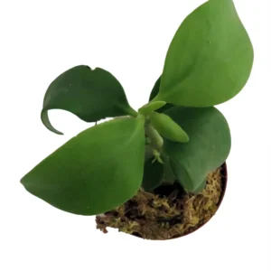 Papua Ant Farm Plant - Hydnophytum papuanum - 4 Inch Pot - Unique Houseplant
