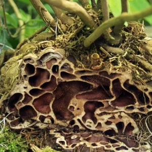 Papua Ant Farm Plant - Hydnophytum papuanum - 4 Inch Pot - Unique Houseplant