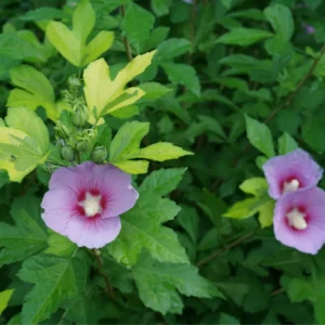 Paraplu Adorbned - Rose of Sharon Hibiscus syriacus - 4 Inch Pot - Purple Flowers - Summer Bloom