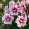 Paraplu Pink Ink Hibiscus Rose of Sharon - 4" Potted Plant