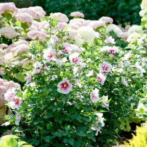 Paraplu Pink Ink Hibiscus Rose of Sharon - 4