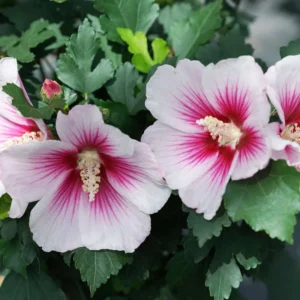 Paraplu Pink Ink Hibiscus Rose of Sharon - 4
