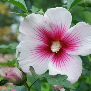 Paraplu Pink Ink Hibiscus Rose of Sharon - 4