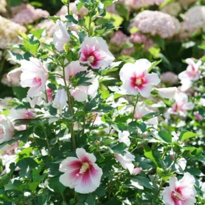Paraplu Pink Ink Hibiscus Rose of Sharon - 4