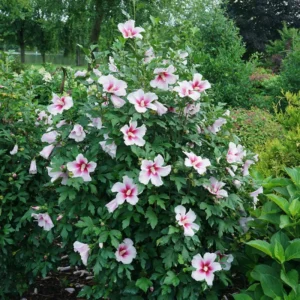 Paraplu Pink Ink Hibiscus Rose of Sharon - 4