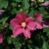 Paraplu Rouge Hibiscus - Rose of Sharon Plant - 4" Pot - Reddish-Pink Blooms