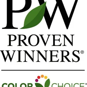 Paraplu Rouge Hibiscus - Rose of Sharon Plant - 4" Pot - Reddish-Pink Blooms