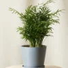 Parlor Palm Chamaedorea Neanthe Bella - Live Plant - 4 Inch Pot - Indoor Table Palm