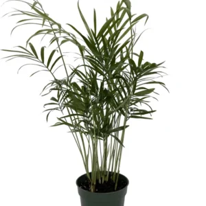 Parlor Palm Chamaedorea Neanthe Bella - Live Plant - 4 Inch Pot - Indoor Table Palm