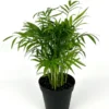 Parlor Palm Houseplant - 4 Inch Pot - Low Maintenance Air Purifier