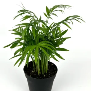 Parlor Palm Houseplant - 4 Inch Pot - Low Maintenance Air Purifier