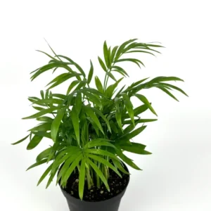 Parlor Palm Houseplant - 4 Inch Pot - Low Maintenance Air Purifier