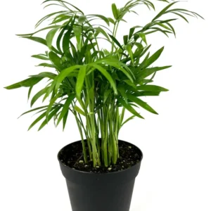 Parlor Palm Houseplant - 4 Inch Pot - Low Maintenance Air Purifier