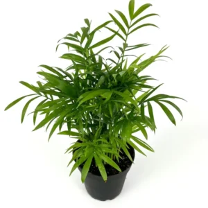 Parlor Palm Houseplant - 4 Inch Pot - Low Maintenance Air Purifier