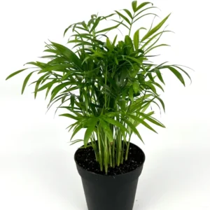 Parlor Palm Houseplant - 4 Inch Pot - Low Maintenance Air Purifier